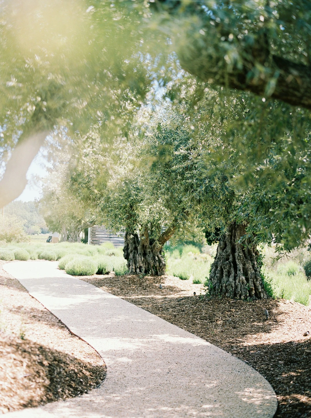 A pear set on a yellow plate upon a soft white canvas texture.